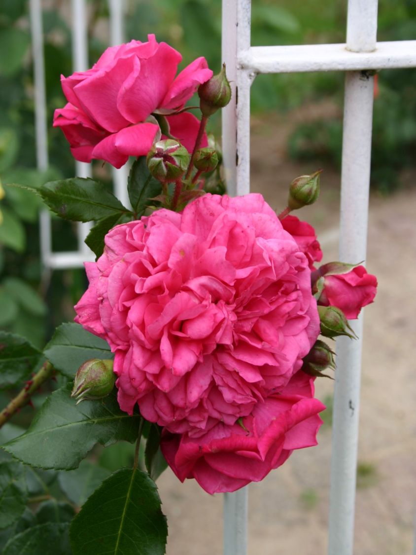 Kletterrose 'Laguna' ® - Rosa 'Laguna' ® ADR-Rose