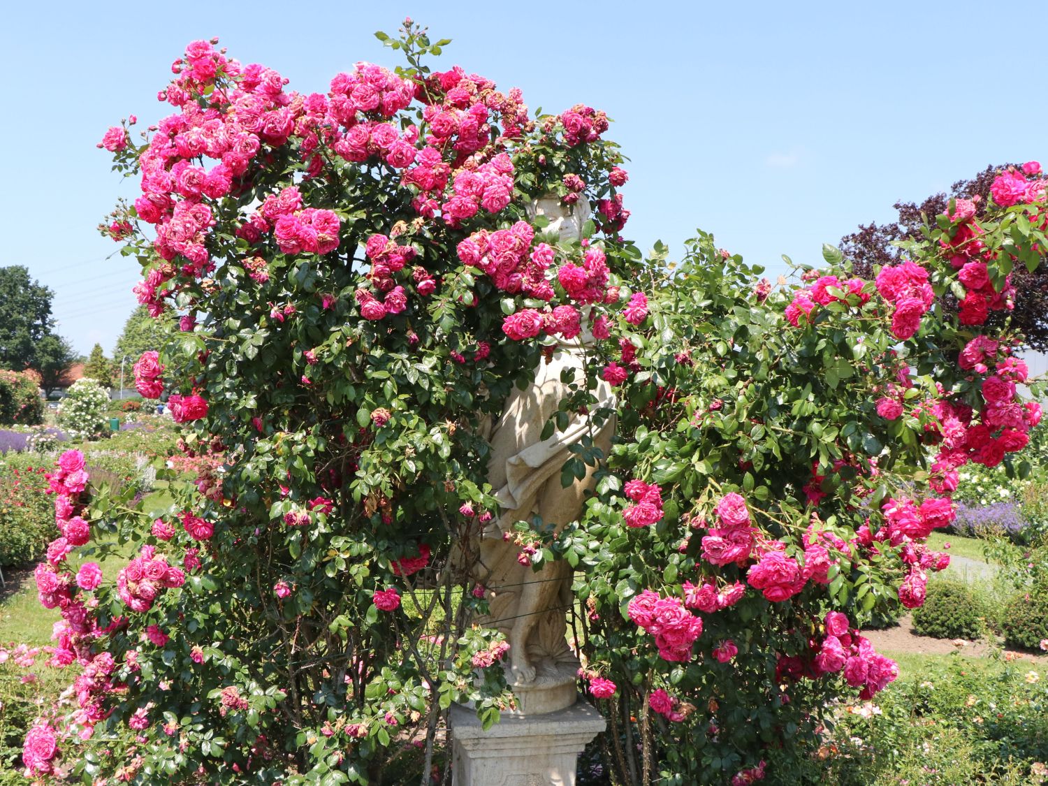 Kletterrose 'Laguna' ® - Rosa 'Laguna' ® ADR-Rose