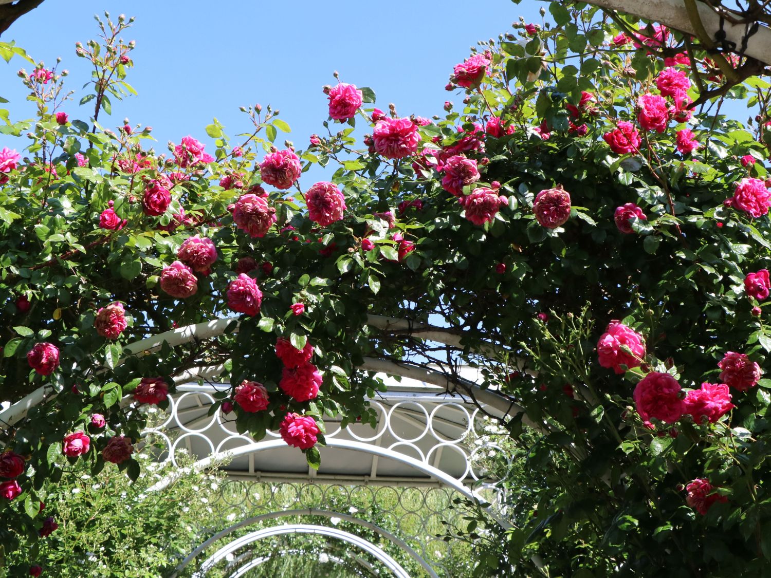 Kletterrose 'Laguna' ® - Rosa 'Laguna' ® ADR-Rose