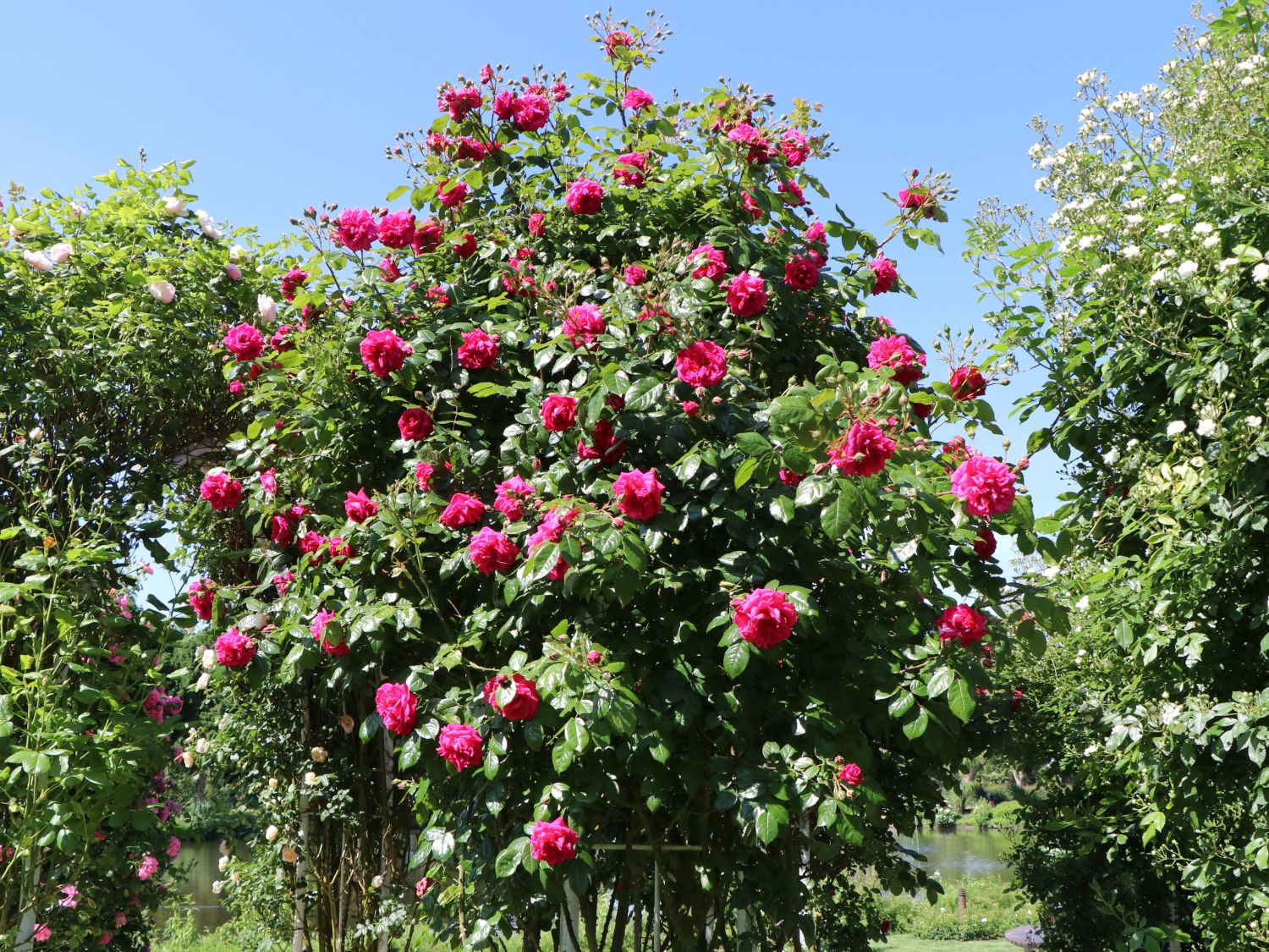 Kletterrose 'Laguna' ® - Rosa 'Laguna' ® ADR-Rose