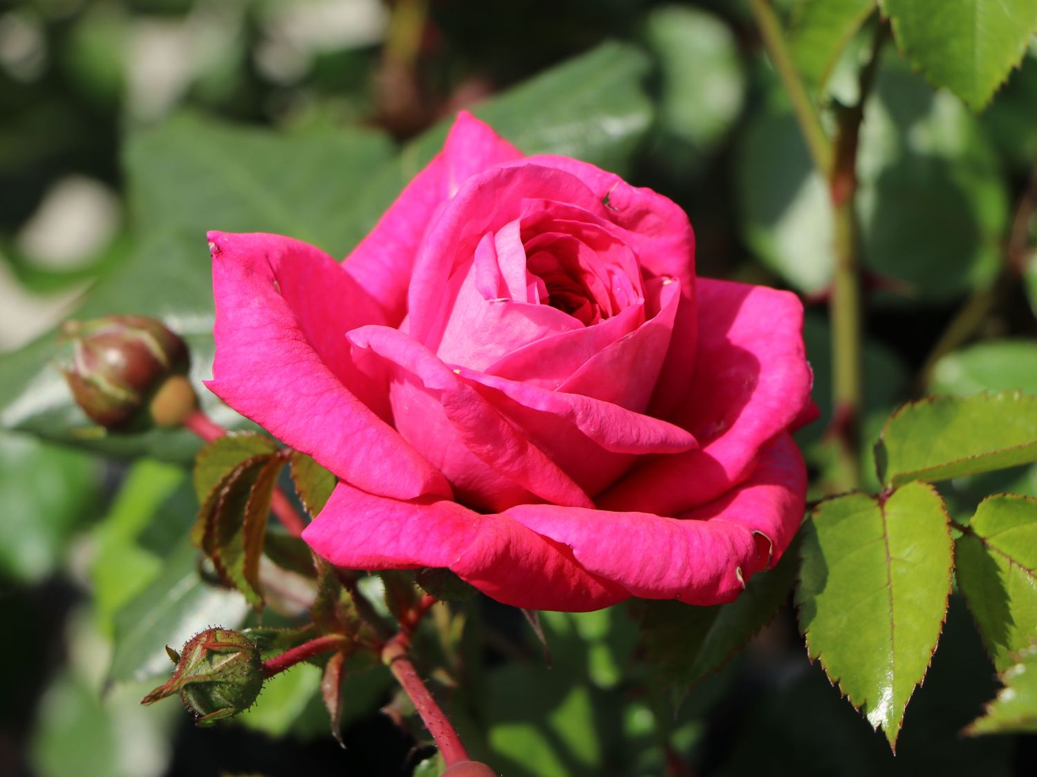 Kletterrose 'Laguna' ® - Rosa 'Laguna' ® ADR-Rose