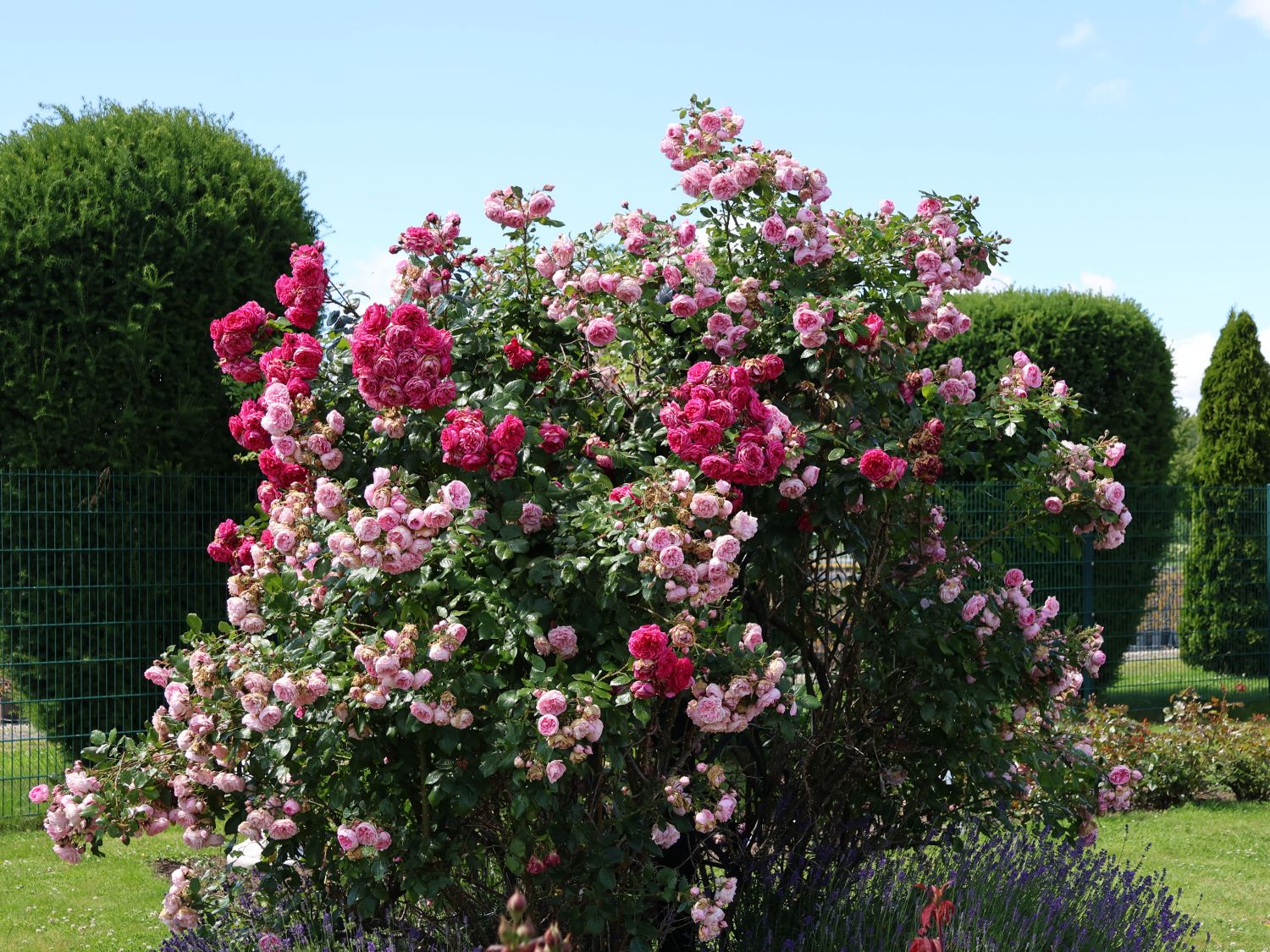 Kletterrose 'Laguna' ® - Rosa 'Laguna' ® ADR-Rose