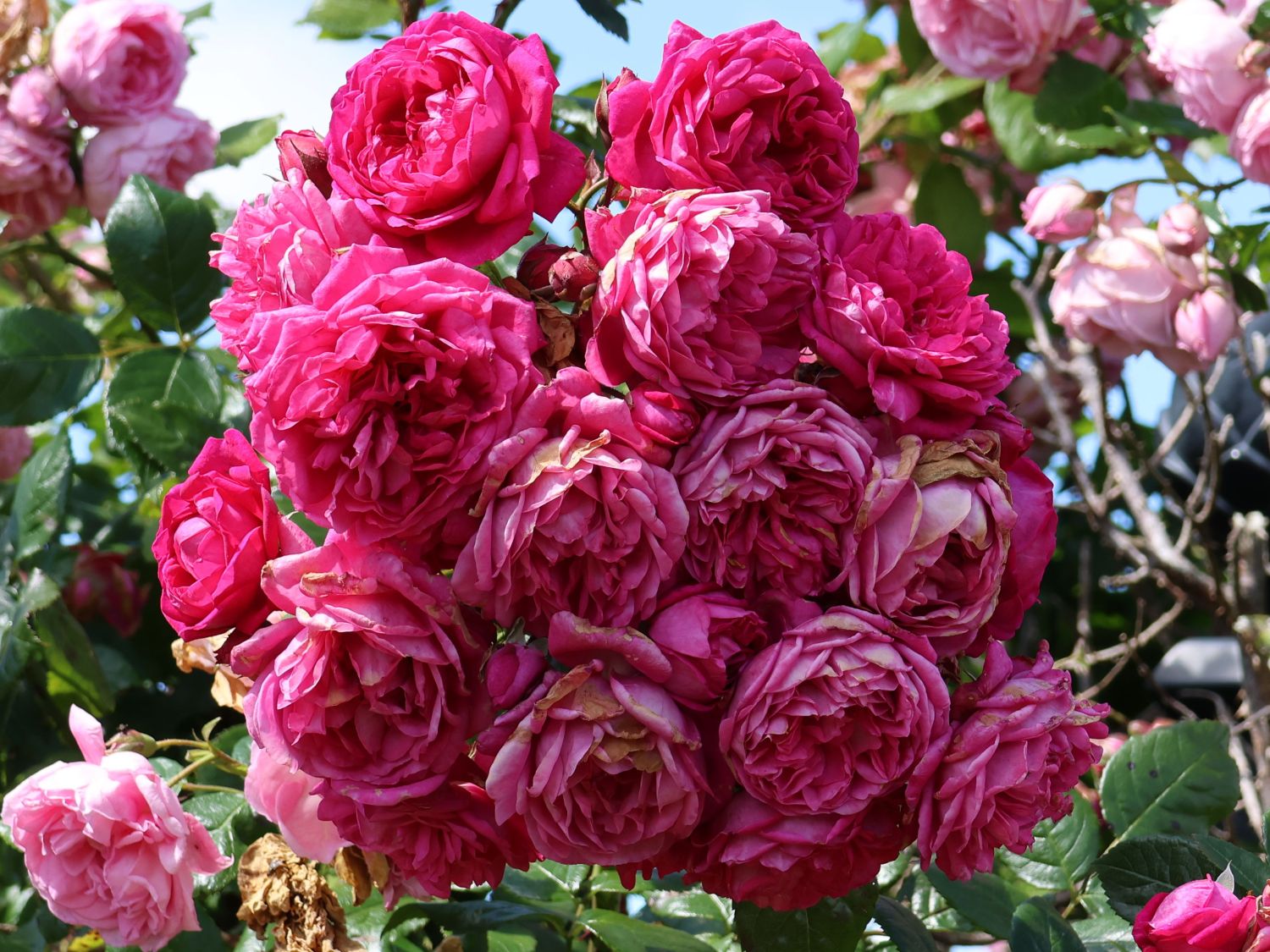 Kletterrose 'Laguna' ® - Rosa 'Laguna' ® ADR-Rose