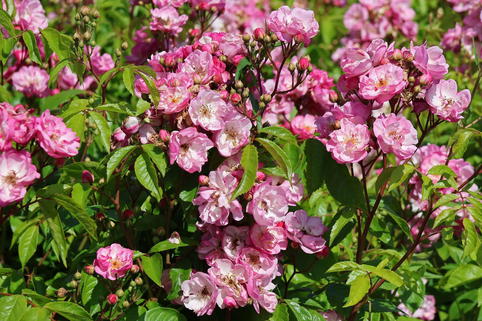 Kletterrose 'Lavender Siluetta' ® - Rosa 'Lavender Siluetta' ® ADR-Rose