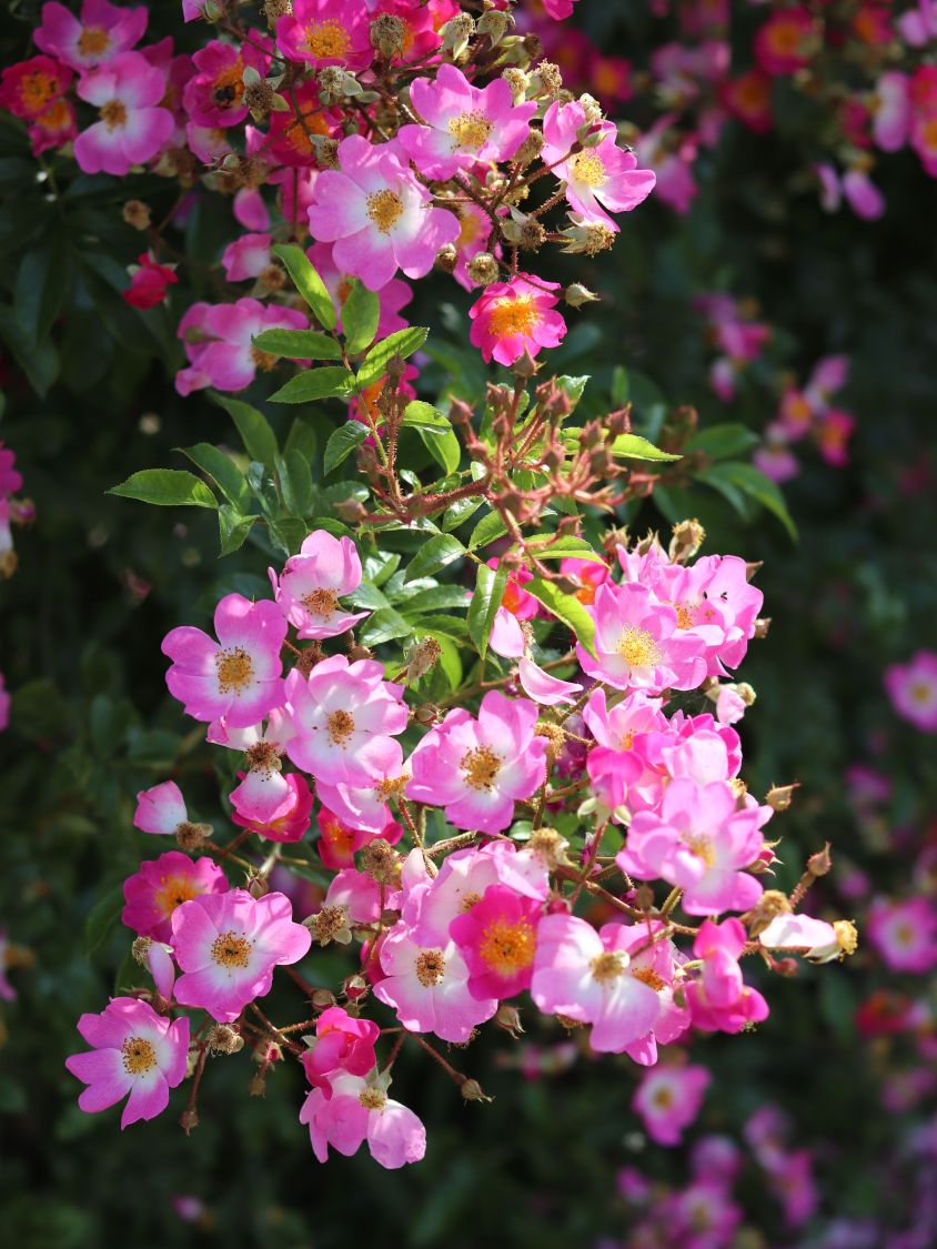 Kletterrose 'Lavender Siluetta' ® - Rosa 'Lavender Siluetta' ® ADR-Rose