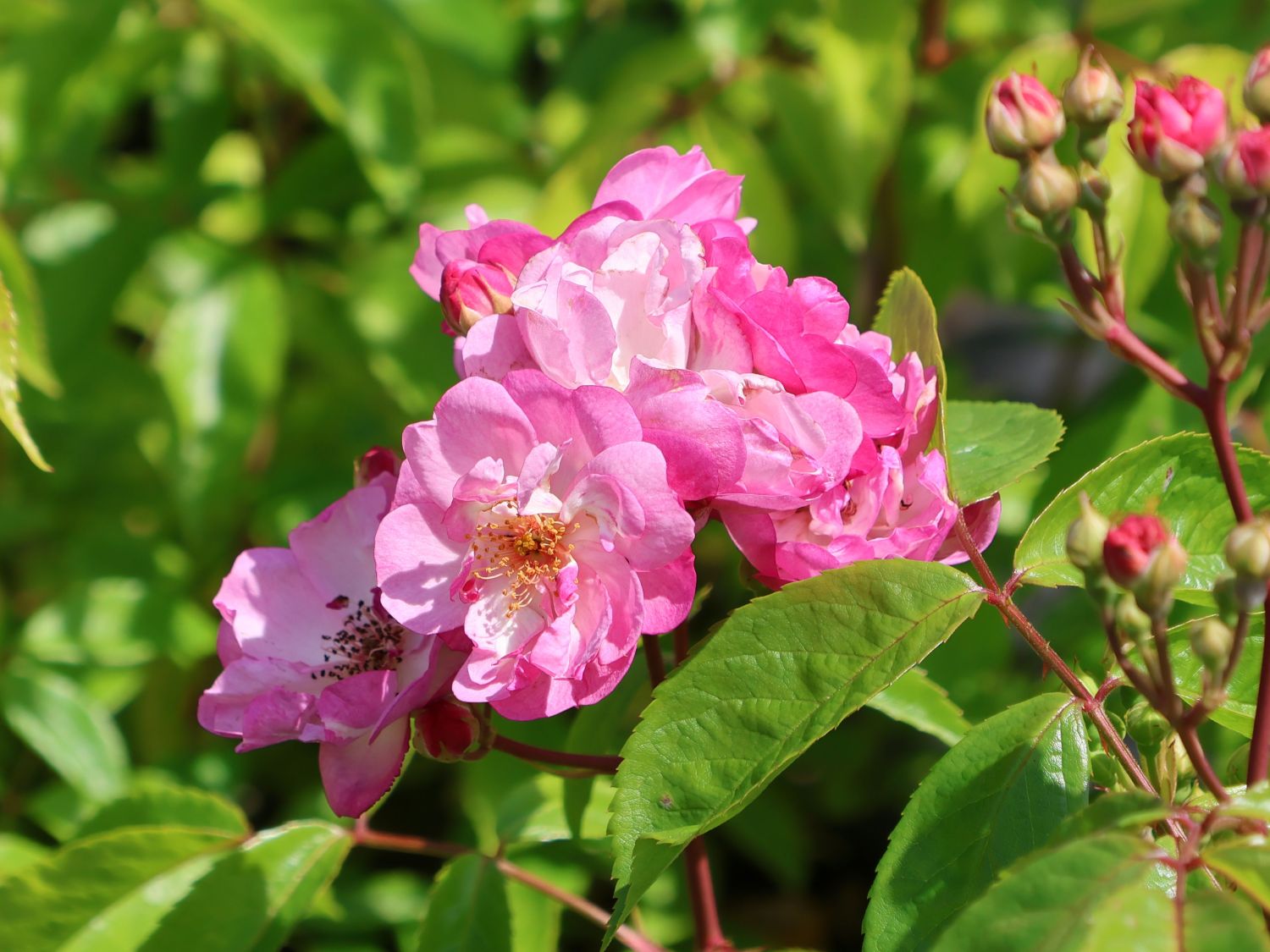 Kletterrose 'Lavender Siluetta' ® - Rosa 'Lavender Siluetta' ® ADR-Rose