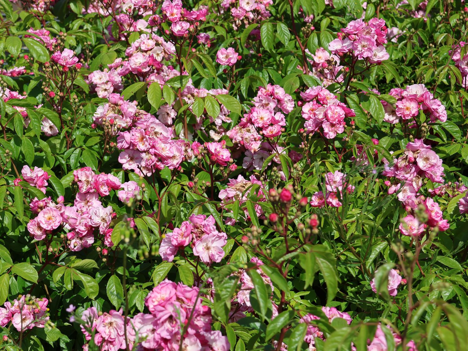 Kletterrose 'Lavender Siluetta' ® - Rosa 'Lavender Siluetta' ® ADR-Rose