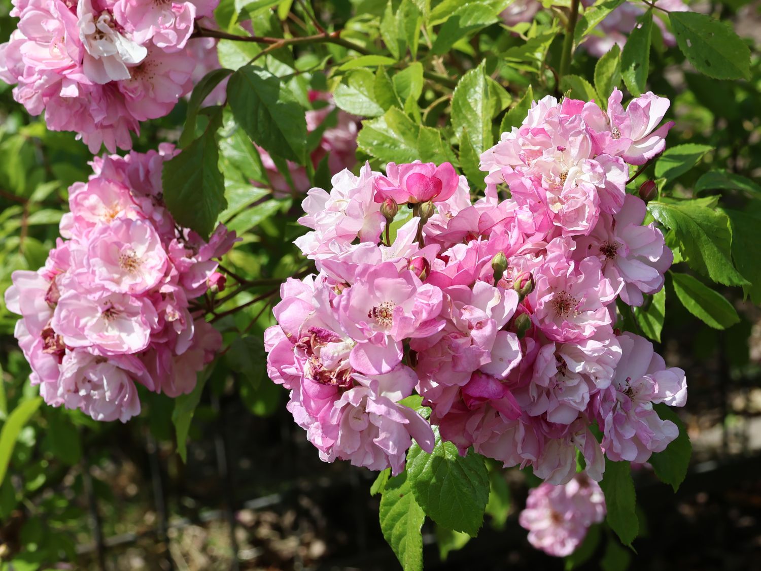 Kletterrose 'Lavender Siluetta' ® - Rosa 'Lavender Siluetta' ® ADR-Rose