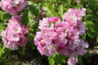 Kletterrose 'Lavender Siluetta' ® - Rosa 'Lavender Siluetta' ® ADR-Rose