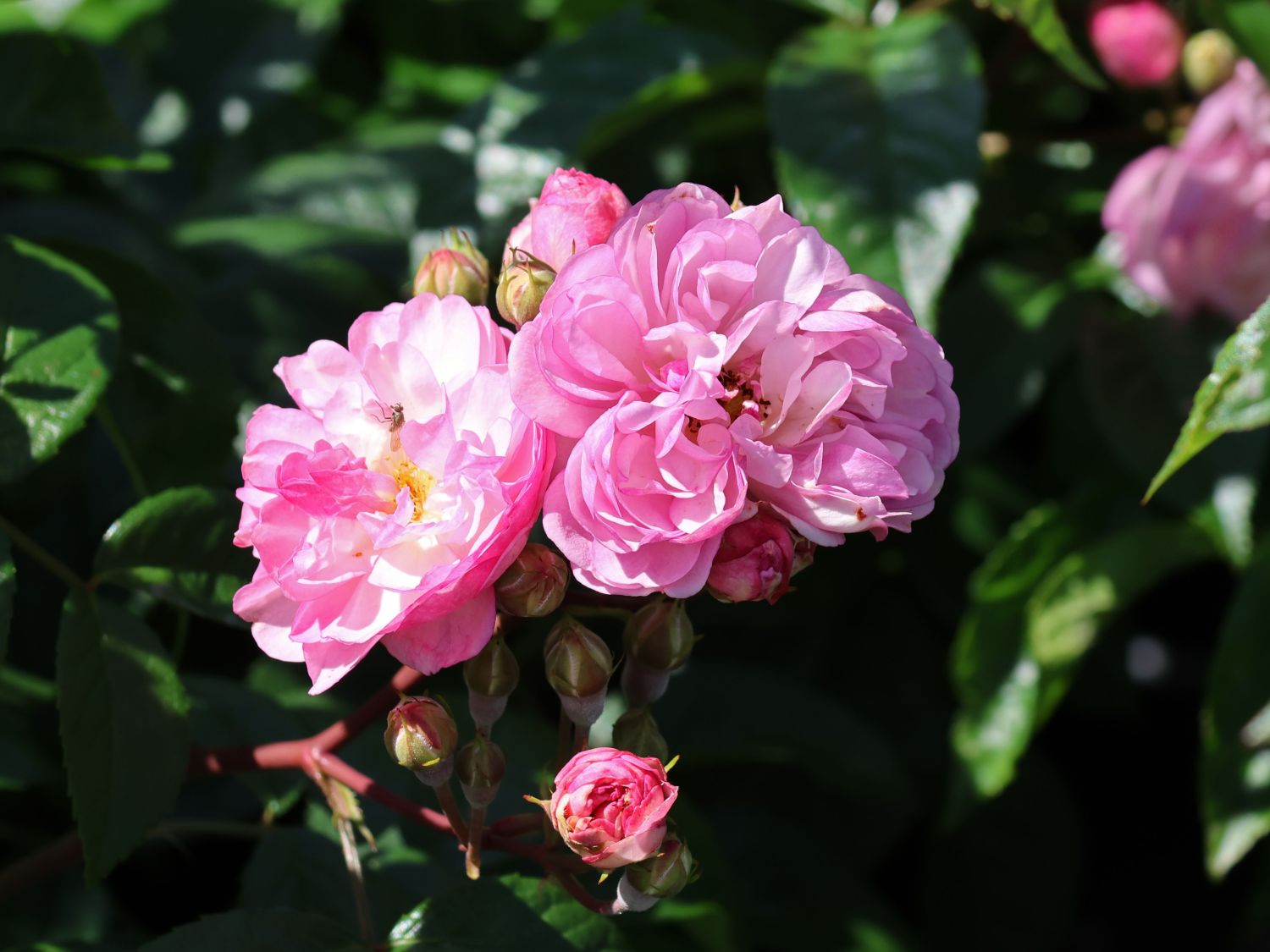 Kletterrose 'Lavender Siluetta' ® - Rosa 'Lavender Siluetta' ® ADR-Rose