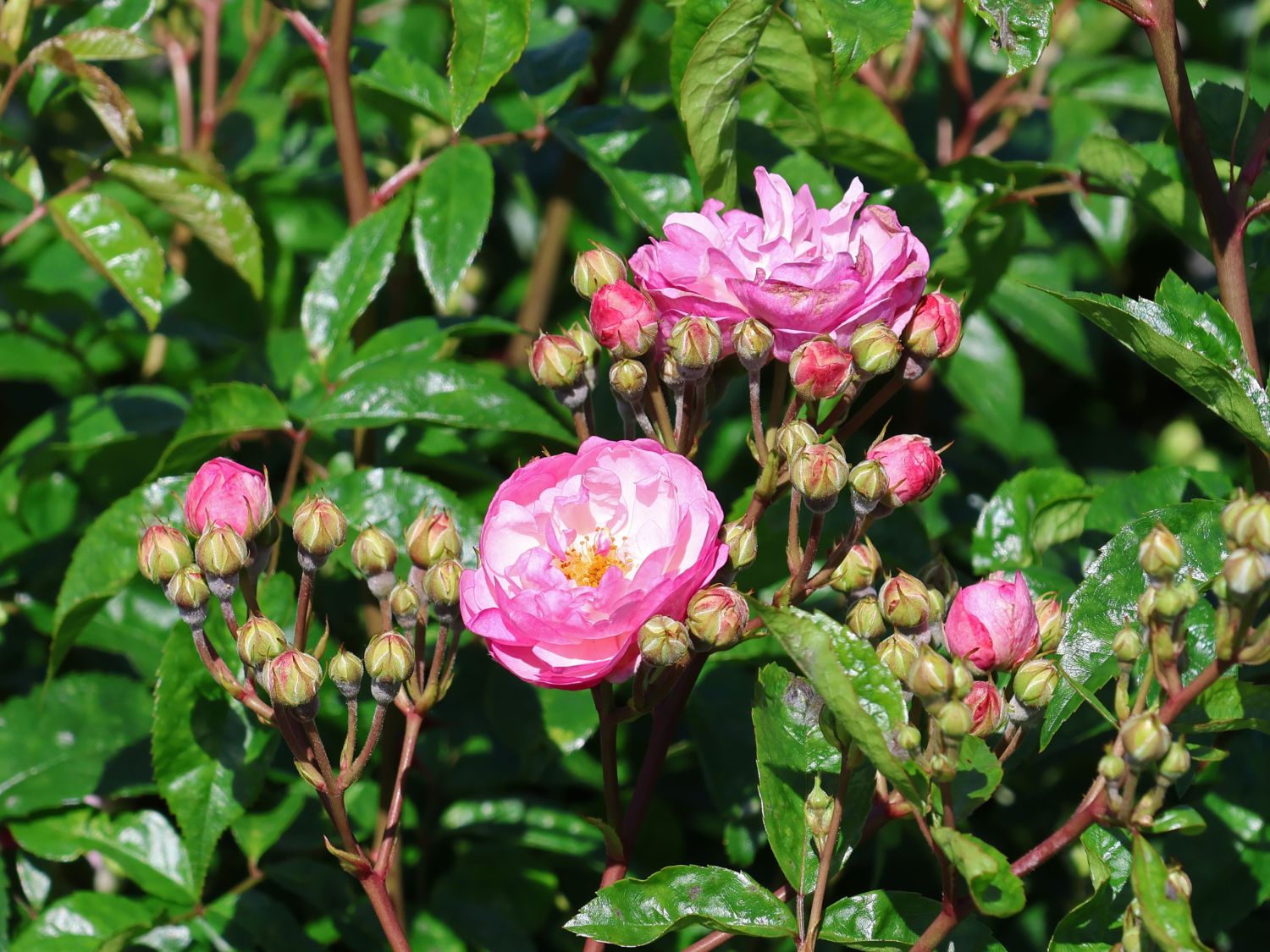 Kletterrose 'Lavender Siluetta' ® - Rosa 'Lavender Siluetta' ® ADR-Rose