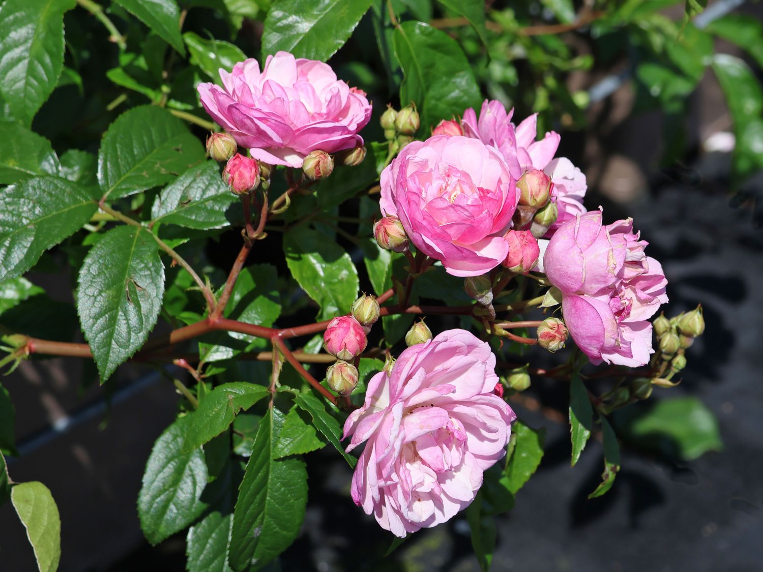 Kletterrose 'Lavender Siluetta' ® - Rosa 'Lavender Siluetta' ® ADR-Rose