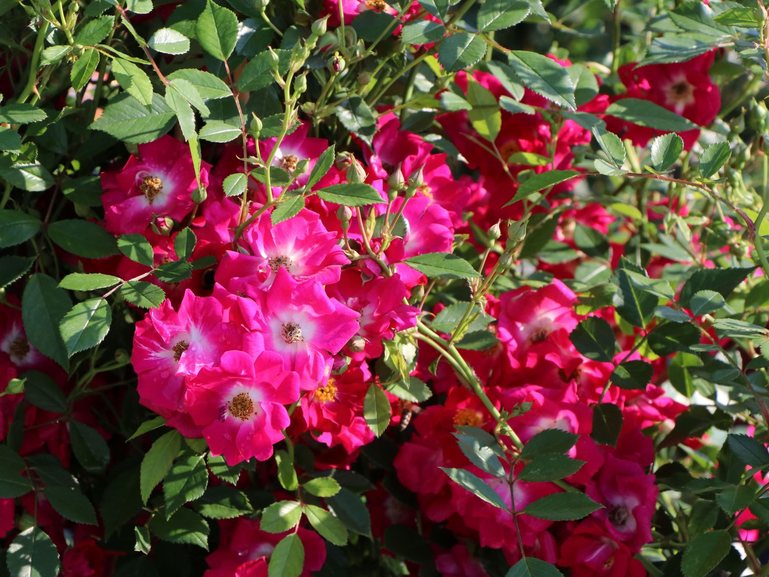 Kletterrose 'Libertas' ®