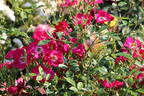 Kletterrose 'Libertas' ® - Rosa 'Libertas' ® ADR-Rose