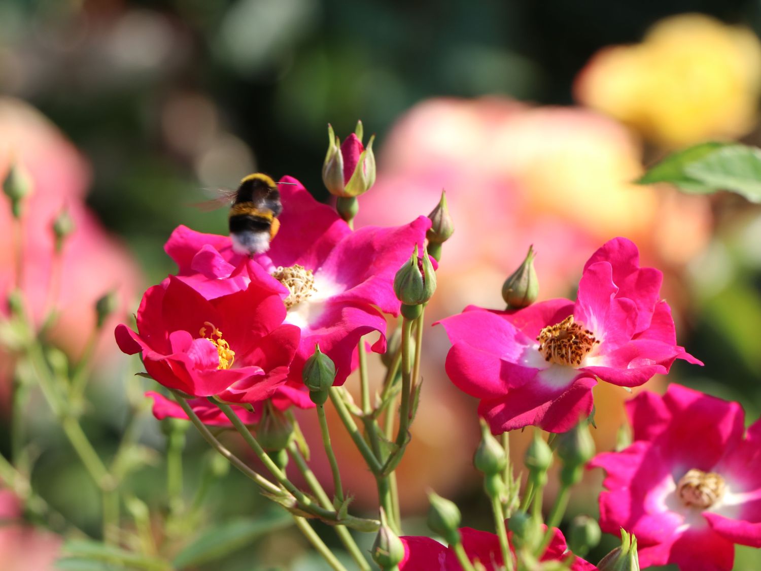 Kletterrose 'Libertas' ® - Rosa 'Libertas' ® ADR-Rose