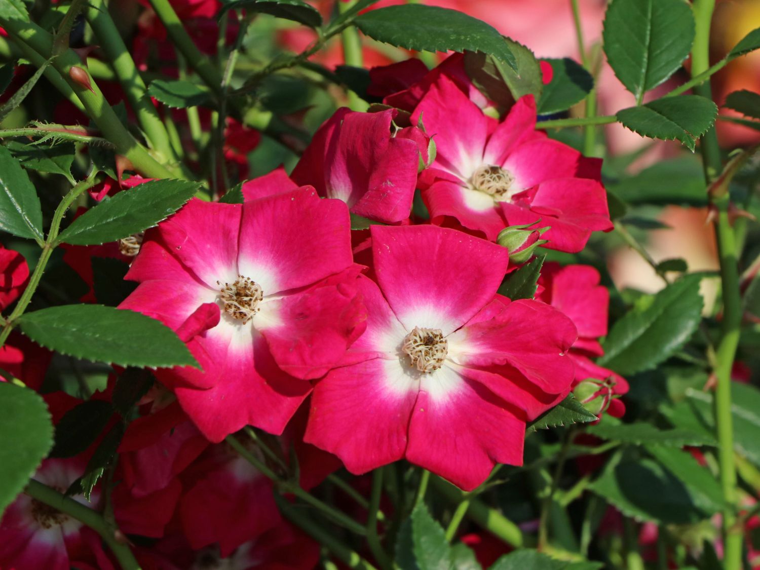 Kletterrose 'Libertas' ® - Rosa 'Libertas' ® ADR-Rose