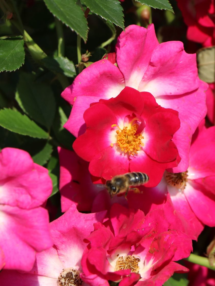 Kletterrose 'Libertas' ® - Rosa 'Libertas' ® ADR-Rose