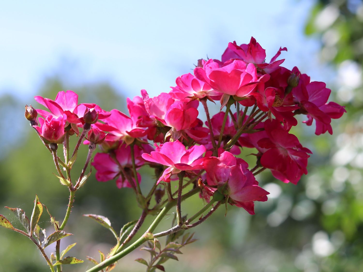 Kletterrose 'Libertas' ® - Rosa 'Libertas' ® ADR-Rose