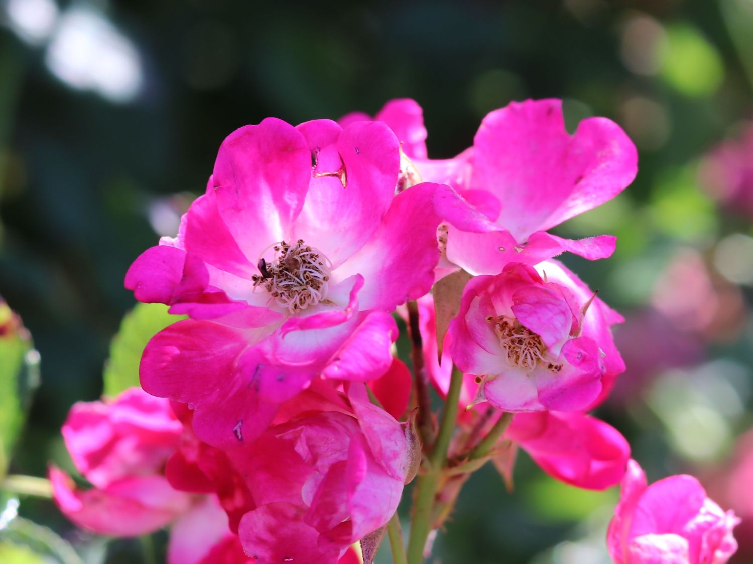 Kletterrose 'Libertas' ® - Rosa 'Libertas' ® ADR-Rose