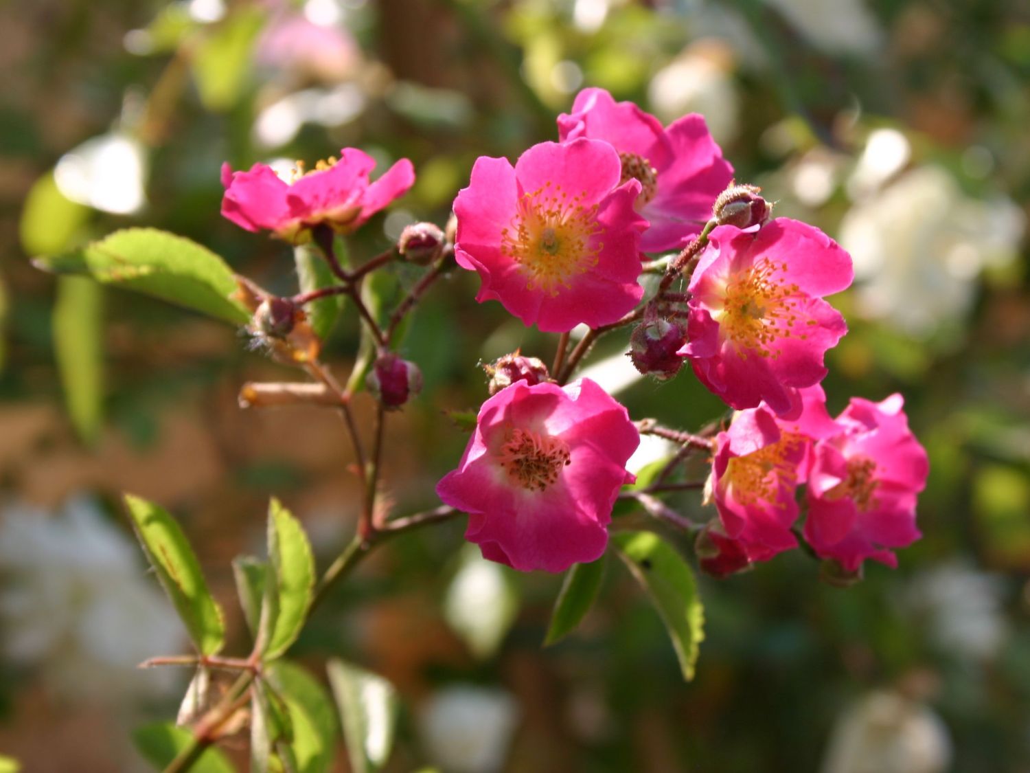 Kletterrose 'Maria Lisa'