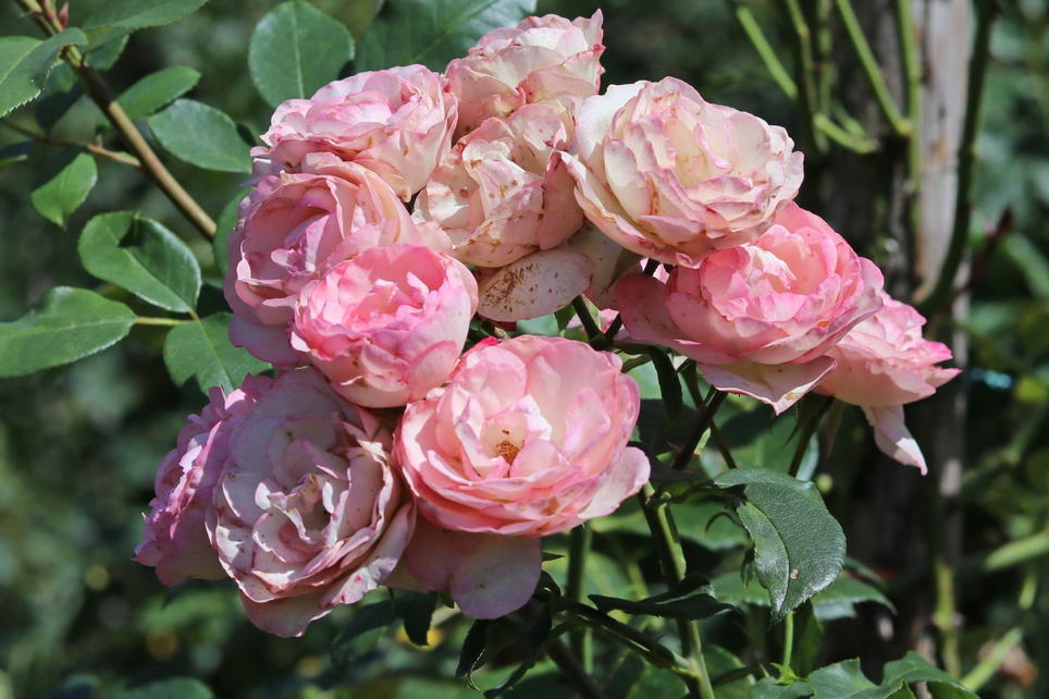 Eden Rosen Kletterrose 'Mini Eden Rose' ® - Schönste Rosen & Expertenwissen