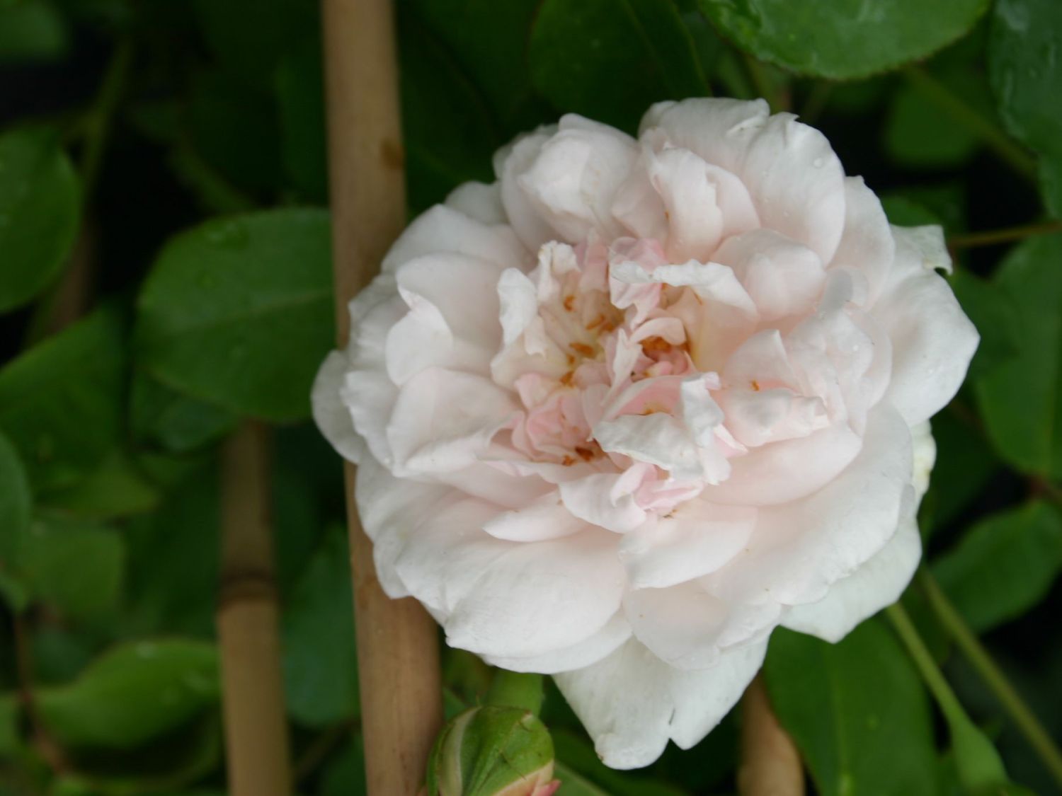 Kletterrose 'Mme Alfred Carriere'