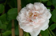 Kletterrose 'Mme Alfred Carriere'