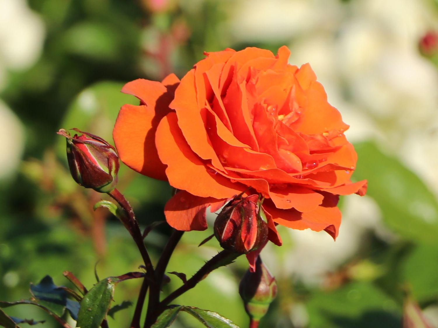 Kletterrose 'Naranga' ® - Rosa 'Naranga' ®