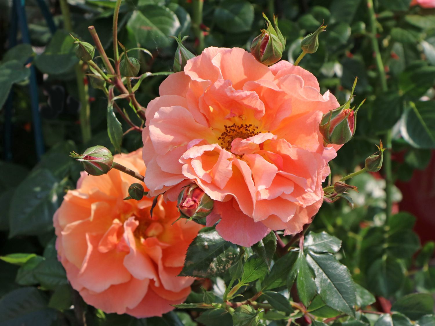 Kletterrose 'Naranga' ® - Rosa 'Naranga' ®