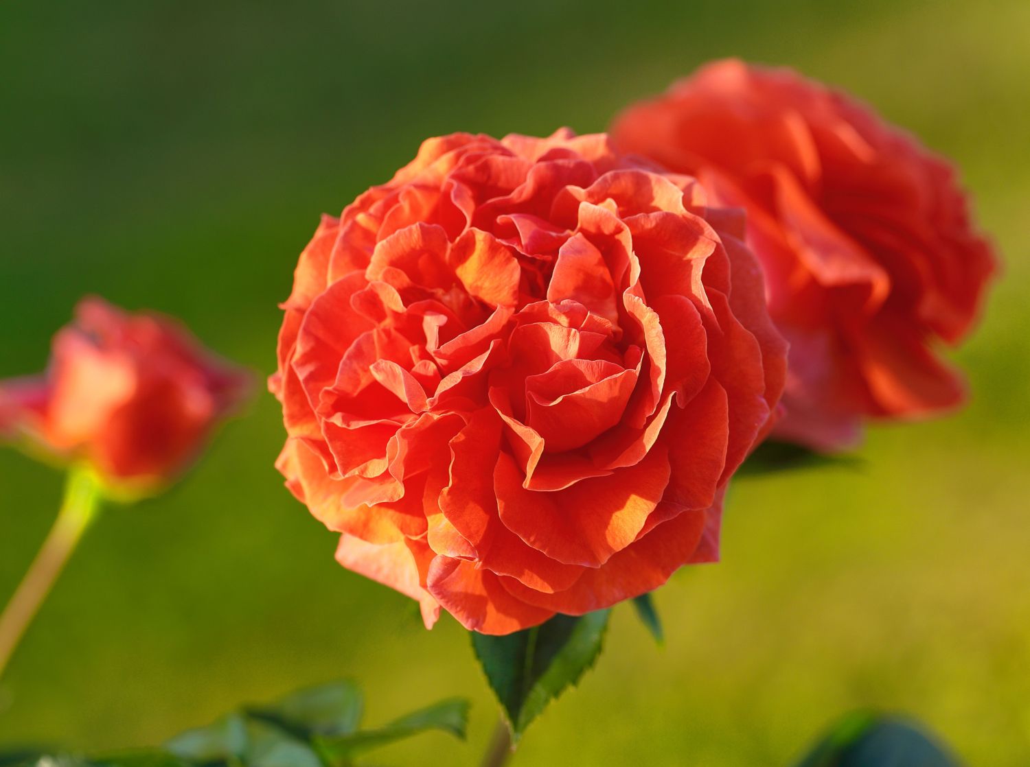 Kletterrose 'Naranga' ® - Rosa 'Naranga' ®