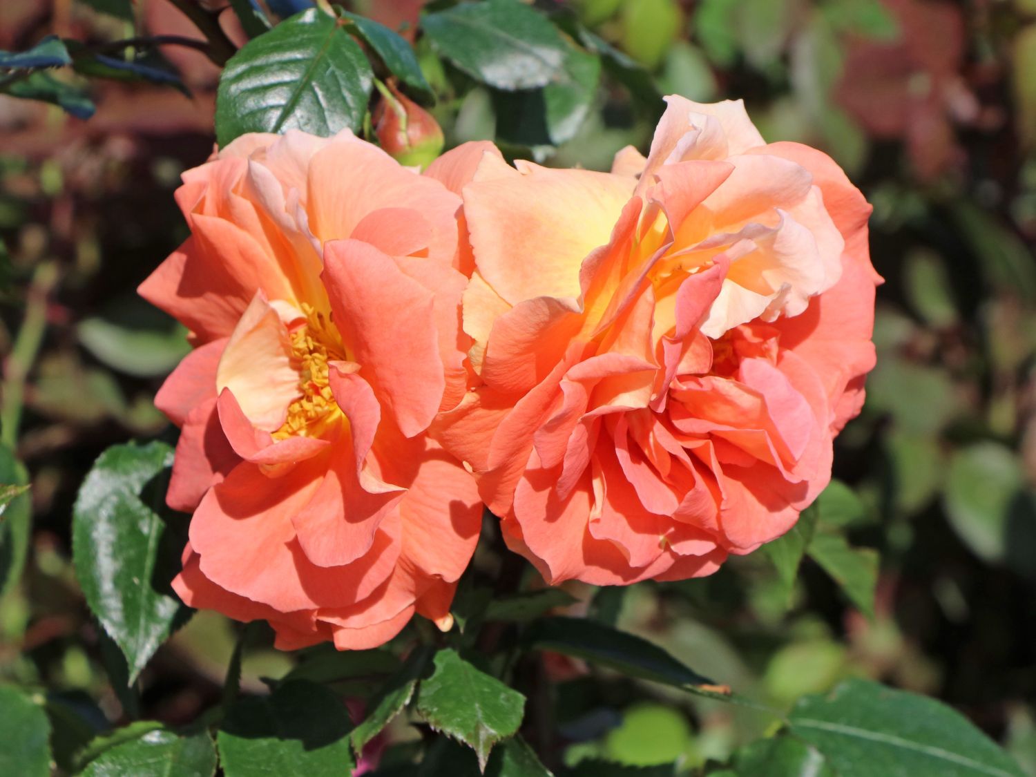 Kletterrose 'Naranga' ® - Rosa 'Naranga' ®