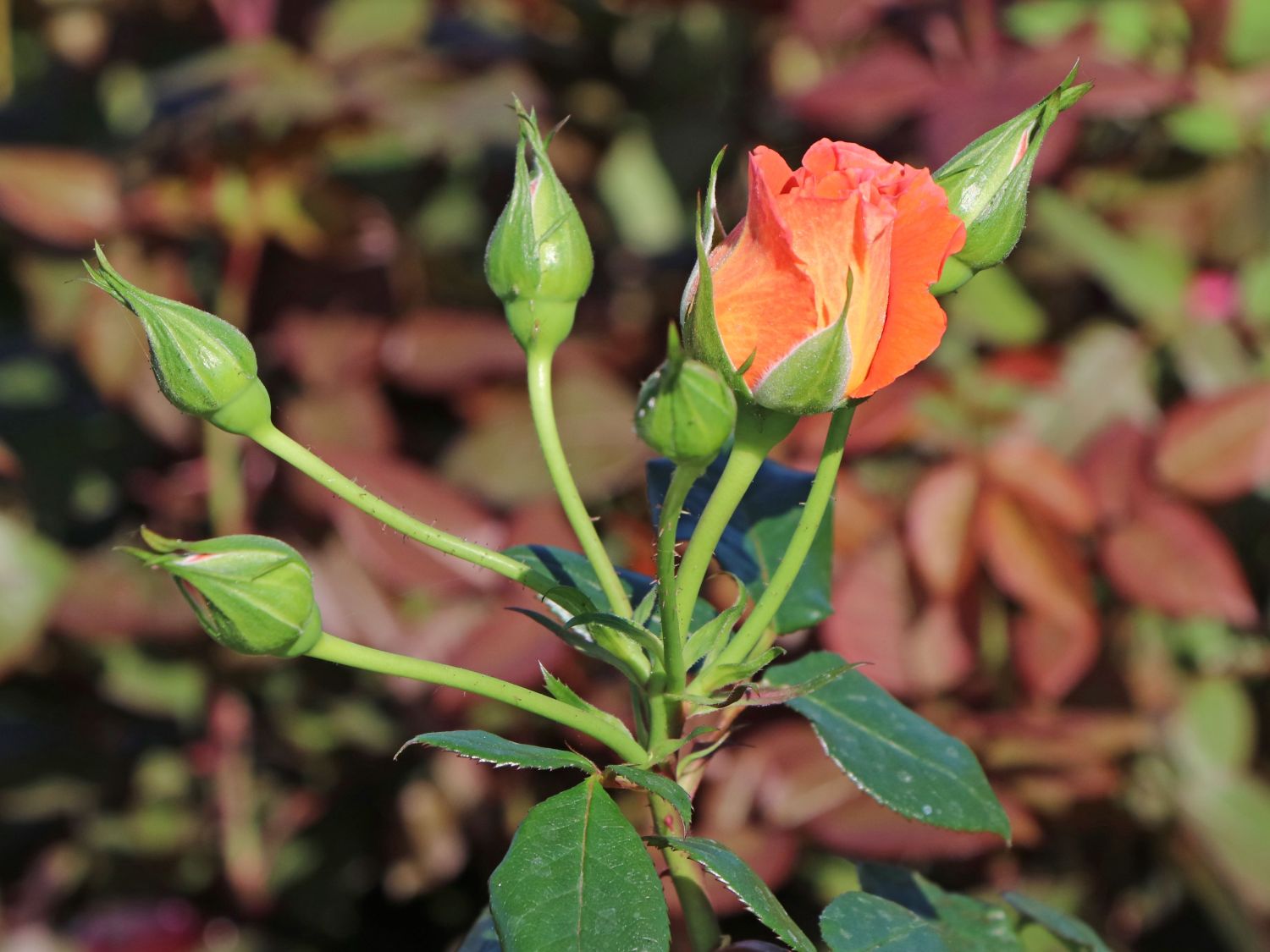 Kletterrose 'Naranga' ® - Rosa 'Naranga' ®