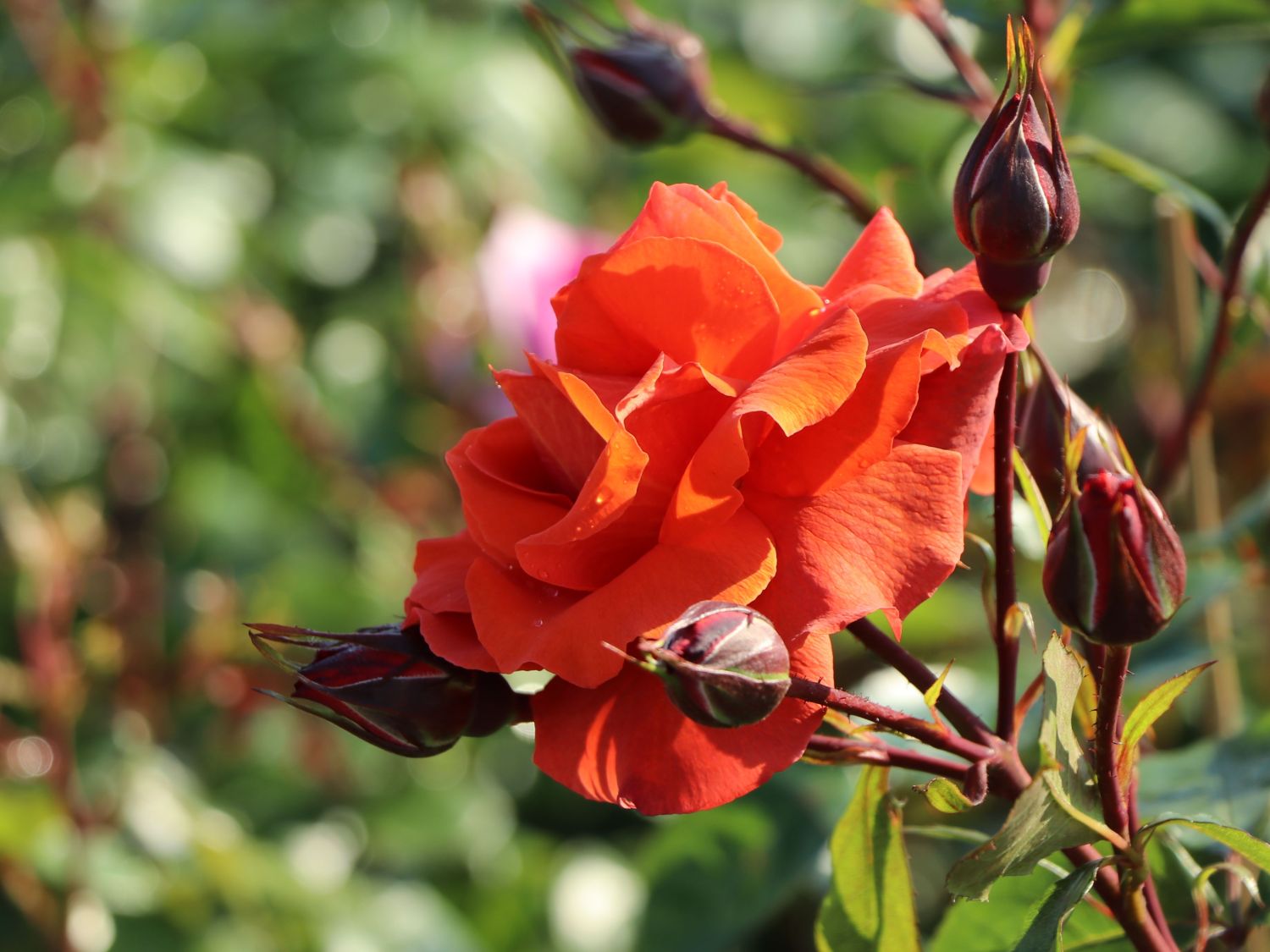 Kletterrose 'Naranga' ® - Rosa 'Naranga' ®