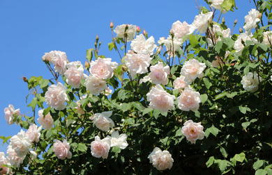 Alt Rosa Rosen Rosa Rosen - Zarter Charme für romantische Gärten