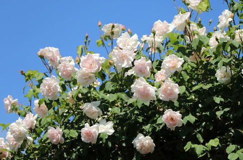 Kletterrose 'New Dawn' - Rosa 'New Dawn'