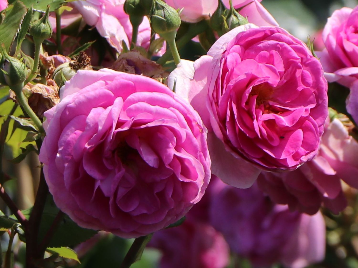 Kletterrose 'Ozeana' ® - Rosa 'Ozeana' ®