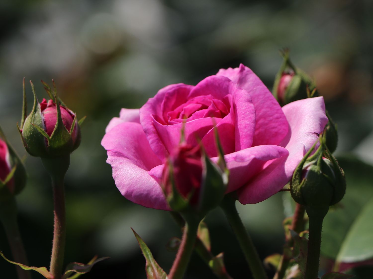 Kletterrose 'Ozeana' ® - Rosa 'Ozeana' ®