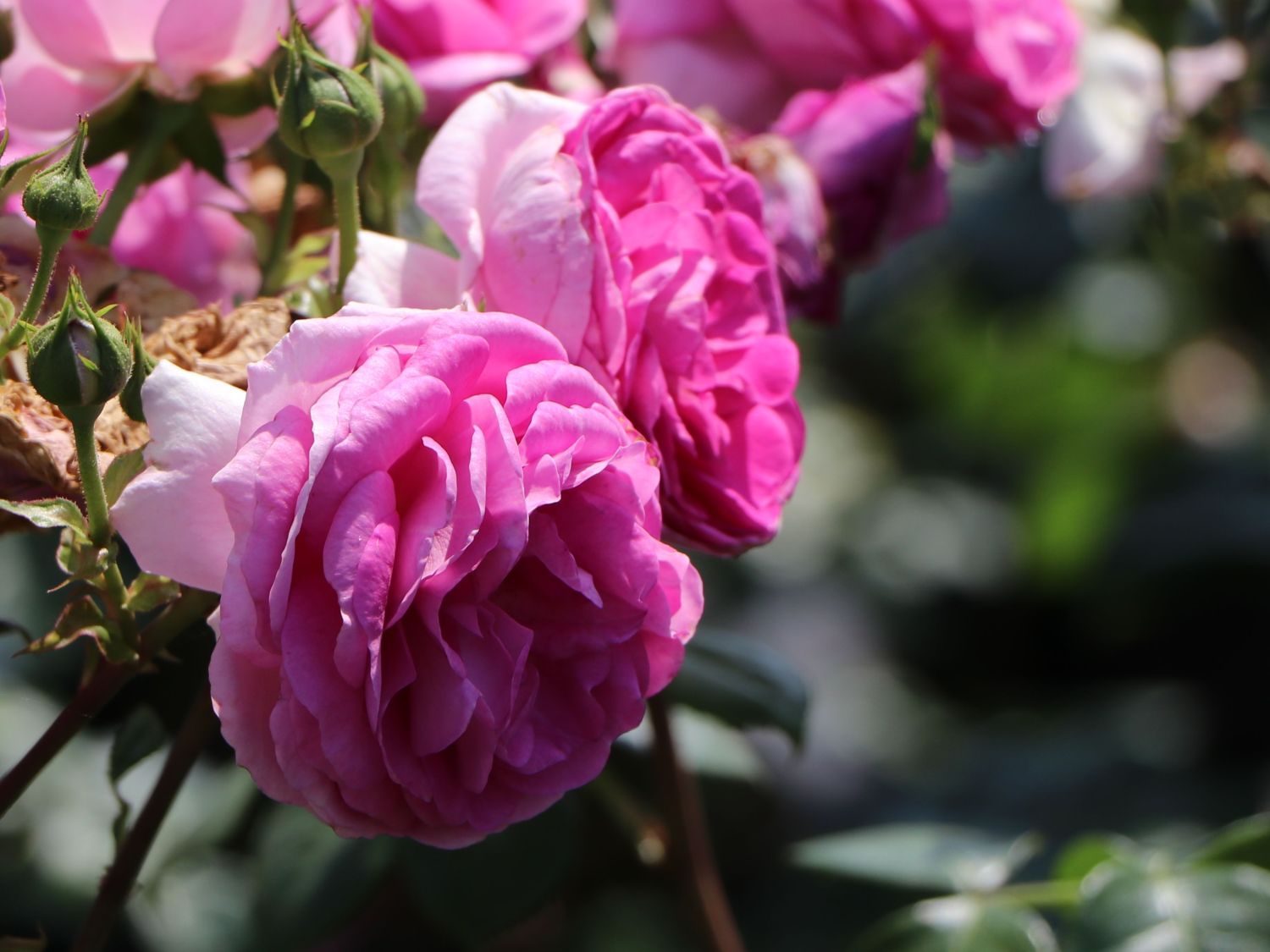 Kletterrose 'Ozeana' ® - Rosa 'Ozeana' ®