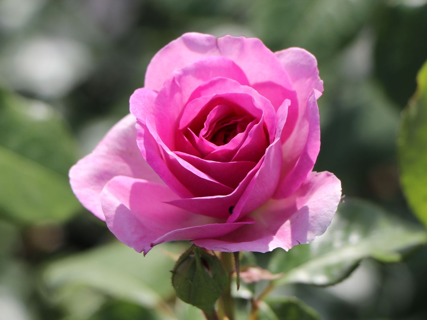 Kletterrose 'Ozeana' ® - Rosa 'Ozeana' ®
