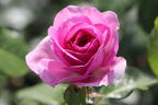 Kletterrose 'Ozeana' ® - Rosa 'Ozeana' ®