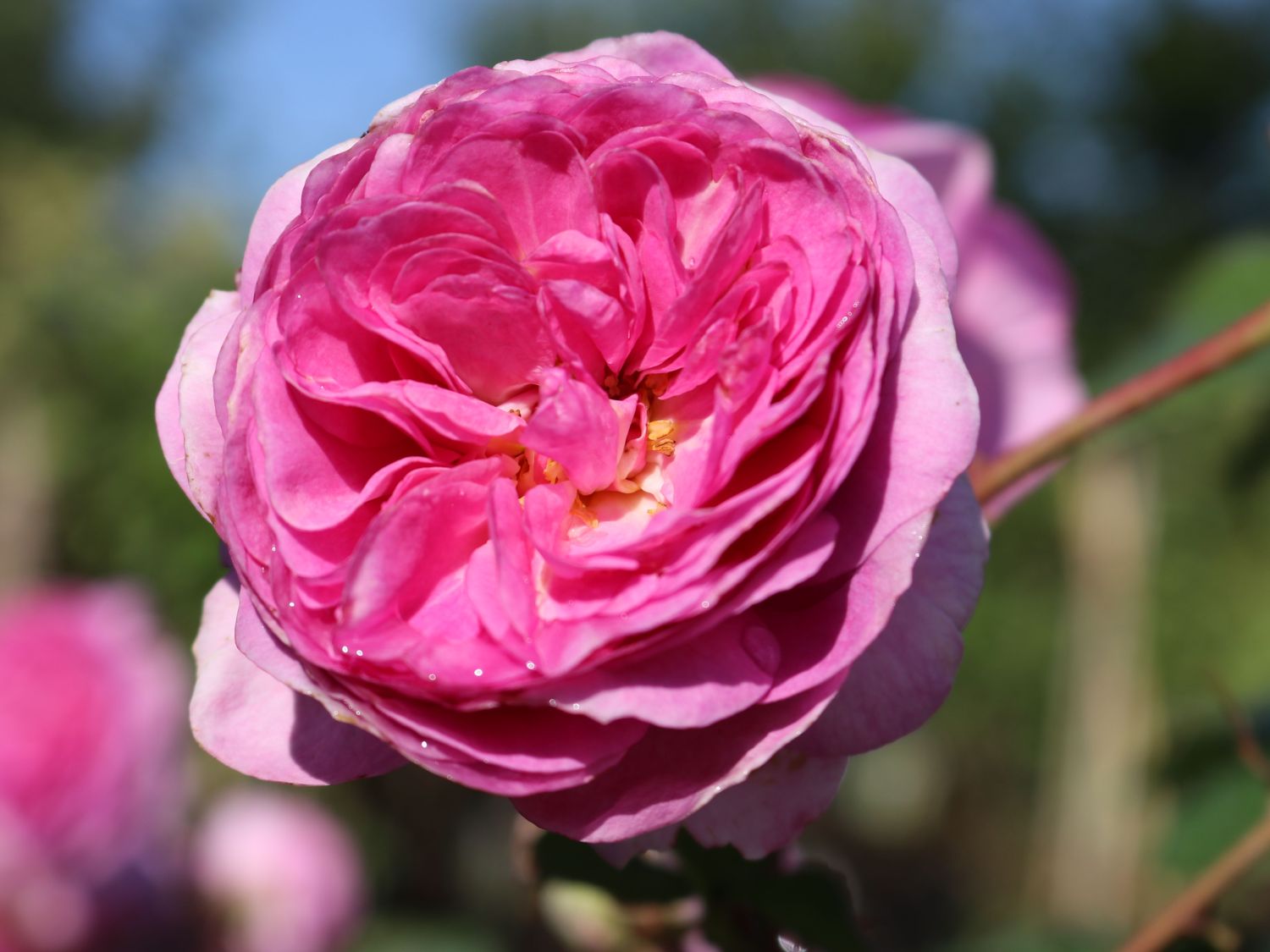 Kletterrose 'Ozeana' ® - Rosa 'Ozeana' ®