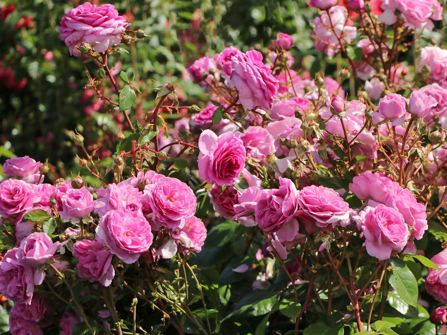Kletterrose 'Ozeana' ® - Rosa 'Ozeana' ®
