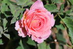 Kletterrose 'Papi Delbard' ® - Rosa 'Papi Delbard' ®
