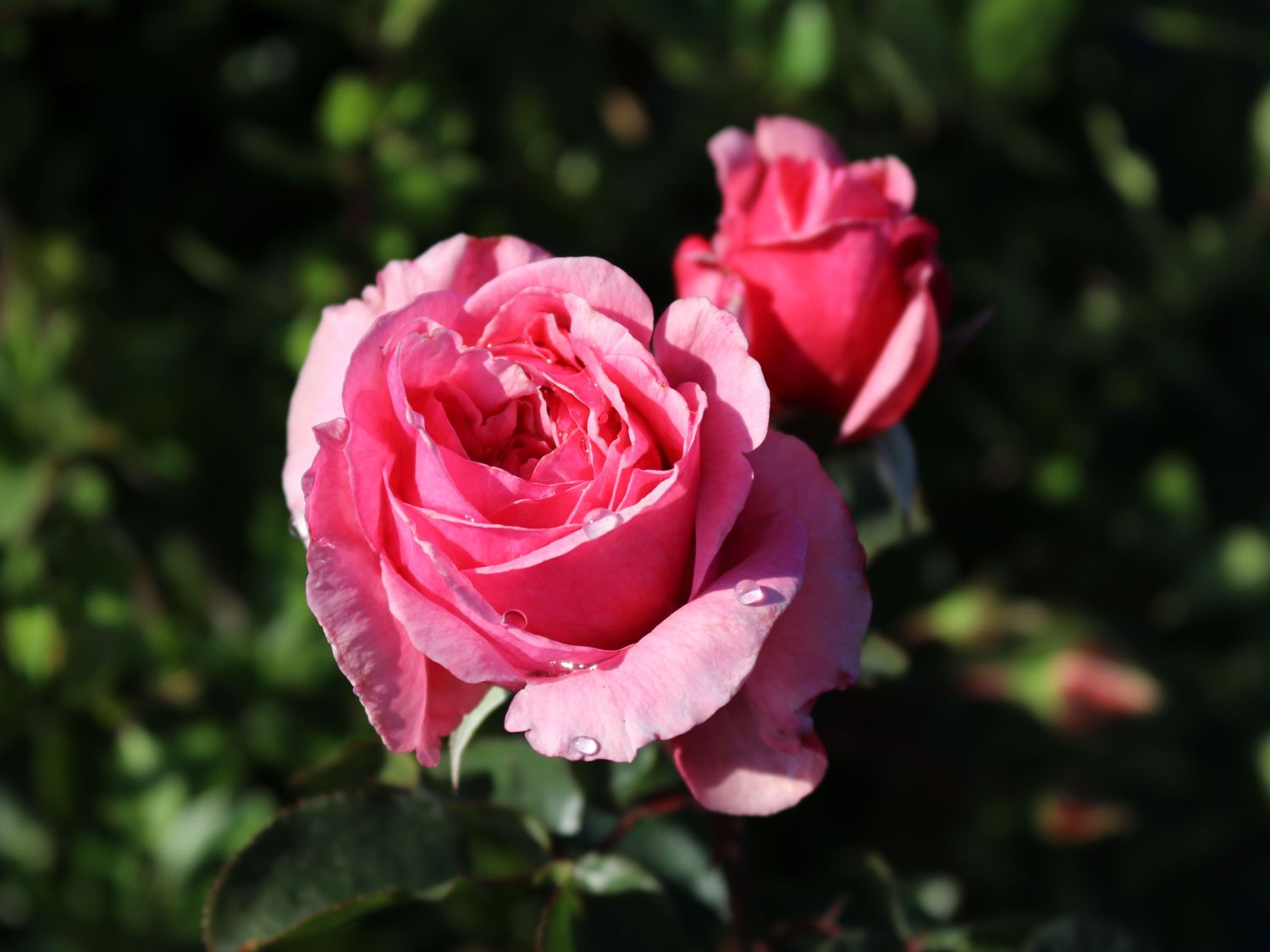 Kletterrose Parfuma ® 'Kiss me Kate' ®