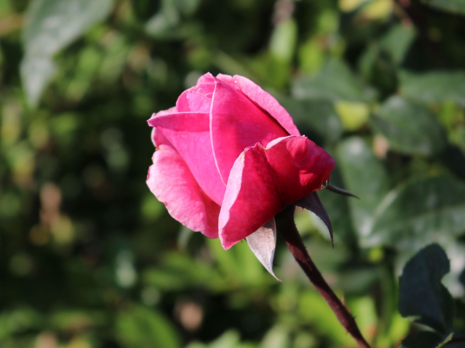 Kletterrose Parfuma ® 'Kiss me Kate' ® - Rosa Parfuma ® 'Kiss me Kate' ®