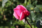 Kletterrose Parfuma ® 'Kiss me Kate' ® - Rosa Parfuma ® 'Kiss me Kate' ®
