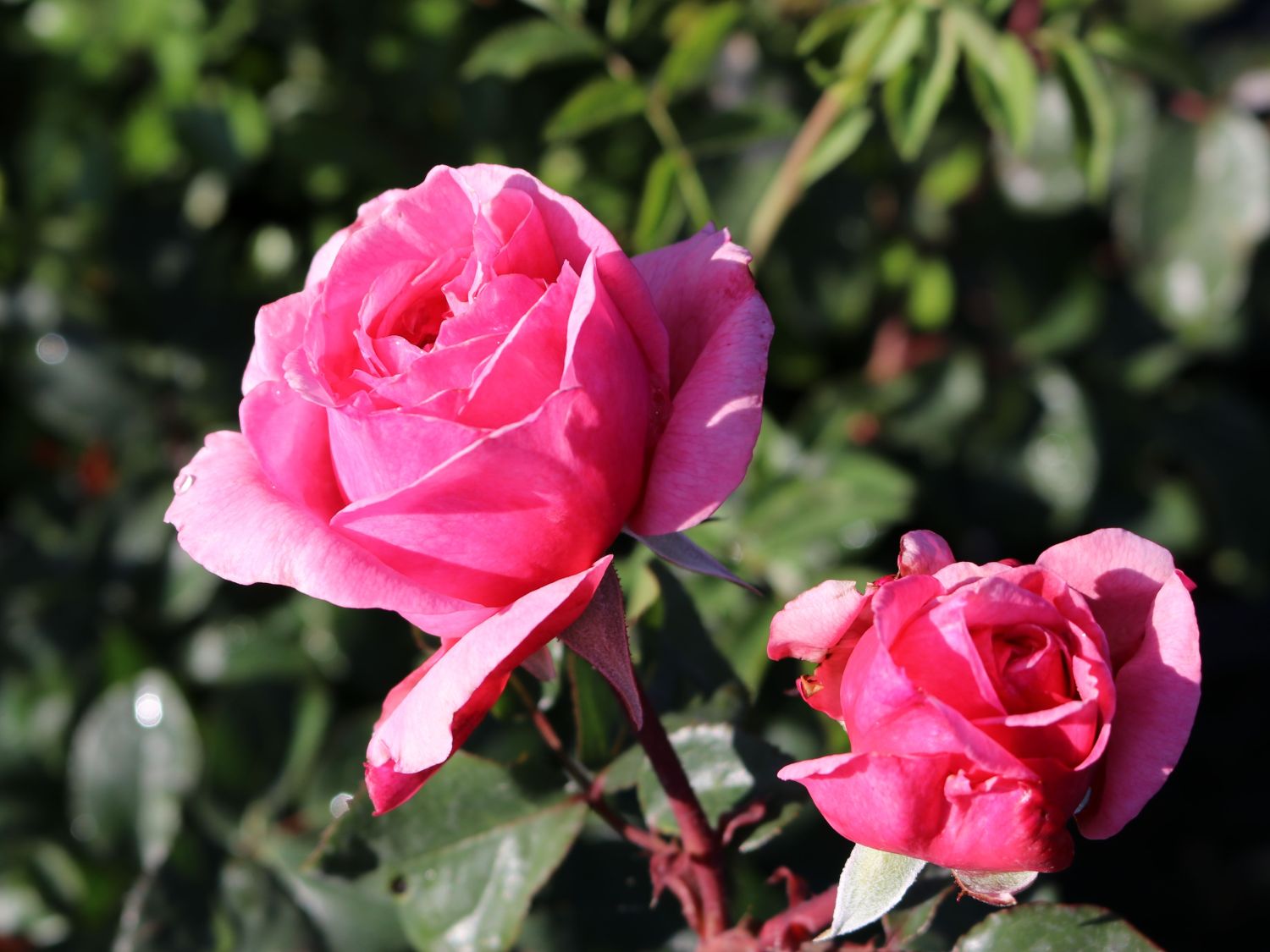 Kletterrose Parfuma ® 'Kiss me Kate' ® - Rosa Parfuma ® 'Kiss me Kate' ®