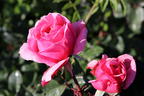 Kletterrose Parfuma ® 'Kiss me Kate' ® - Rosa Parfuma ® 'Kiss me Kate' ®