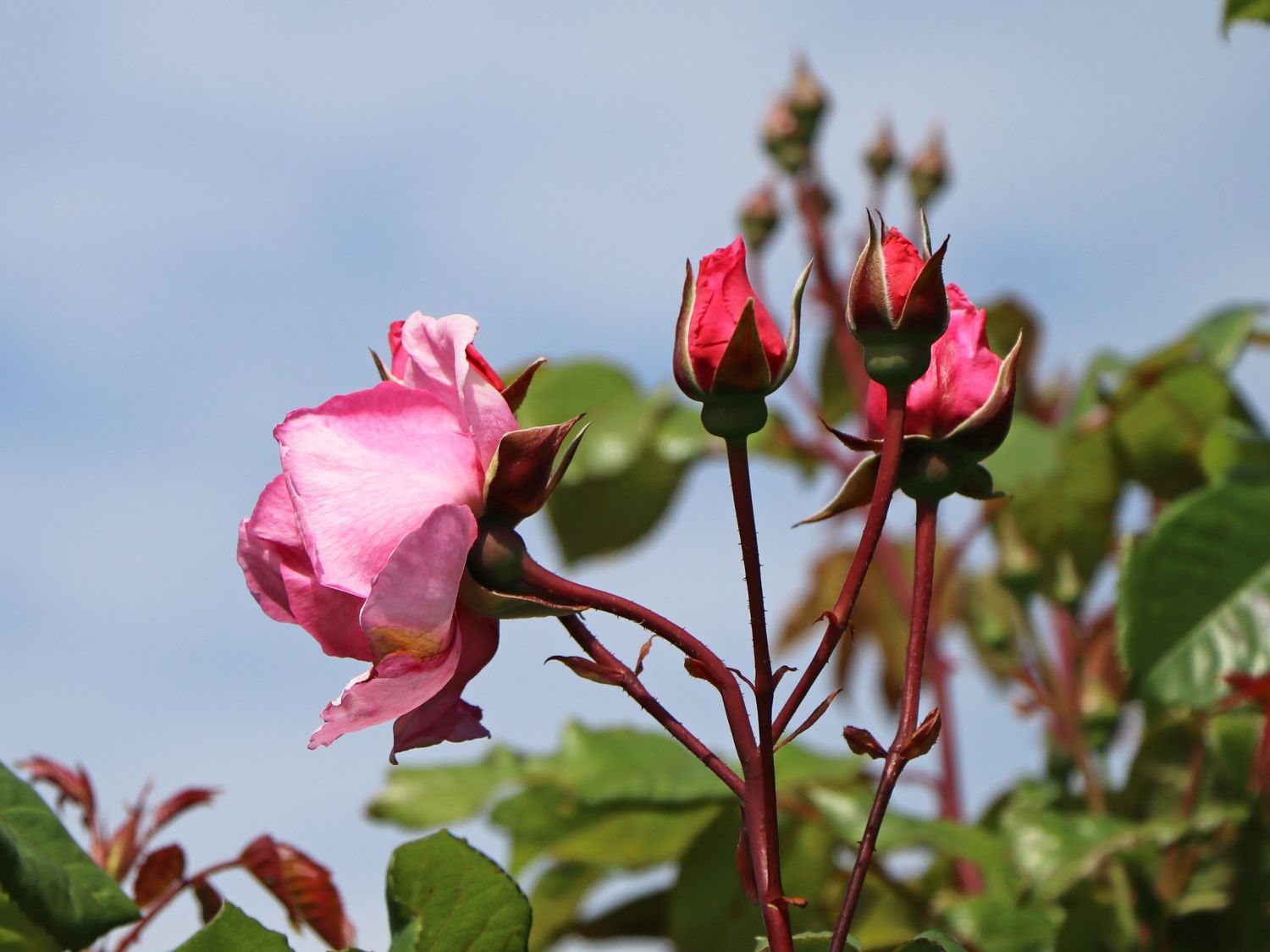 Kletterrose Parfuma ® 'Kiss me Kate' ® - Rosa Parfuma ® 'Kiss me Kate' ®