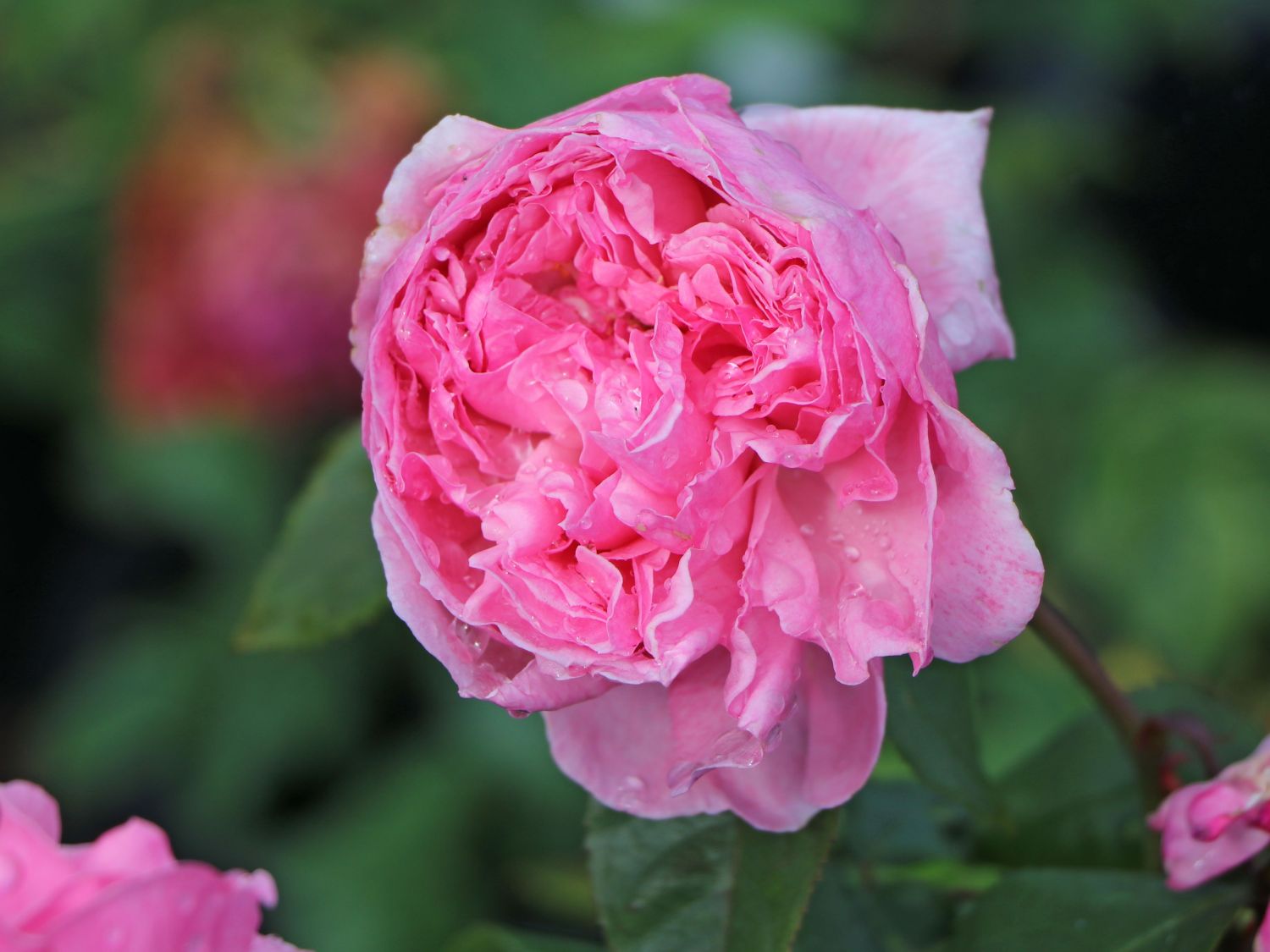 Kletterrose Parfuma ® 'Kiss me Kate' ® - Rosa Parfuma ® 'Kiss me Kate' ®